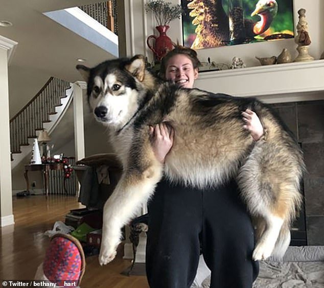 alaskan malamute how big do they get