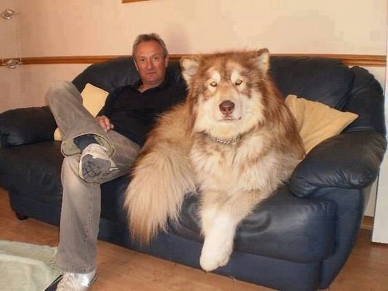 giant malamute