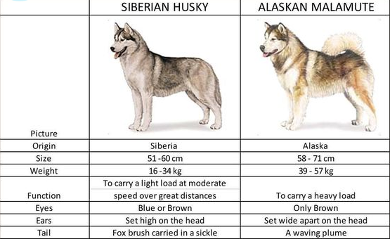 Difference between Siberian Husky, Alaskan Malamute