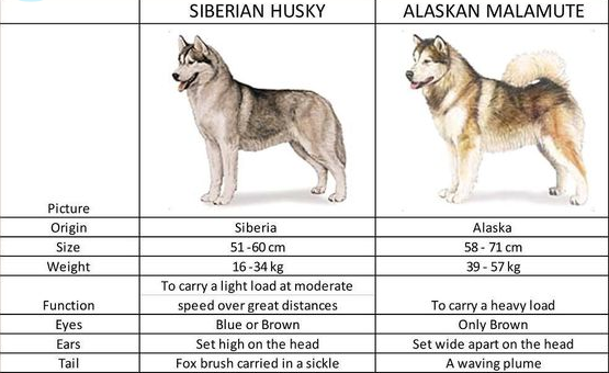 whats the difference between a siberian husky and a husky