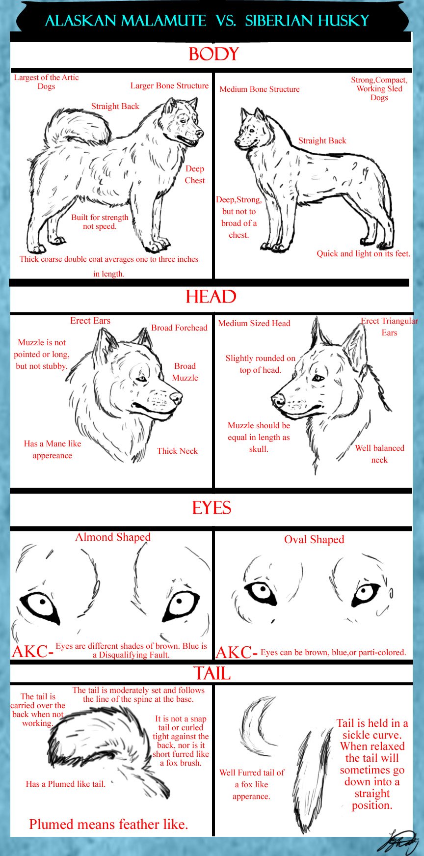 Difference between Alaskan Malamute and Siberian Husky