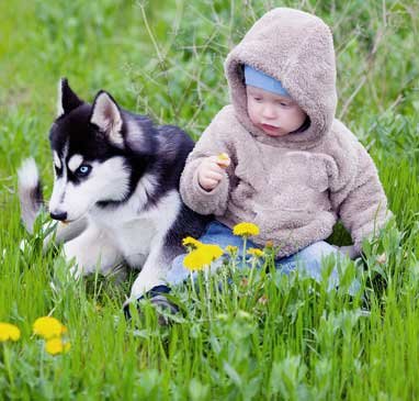 Husky temperament and personality with children