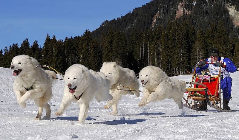 Samoyed - dogs born for snow