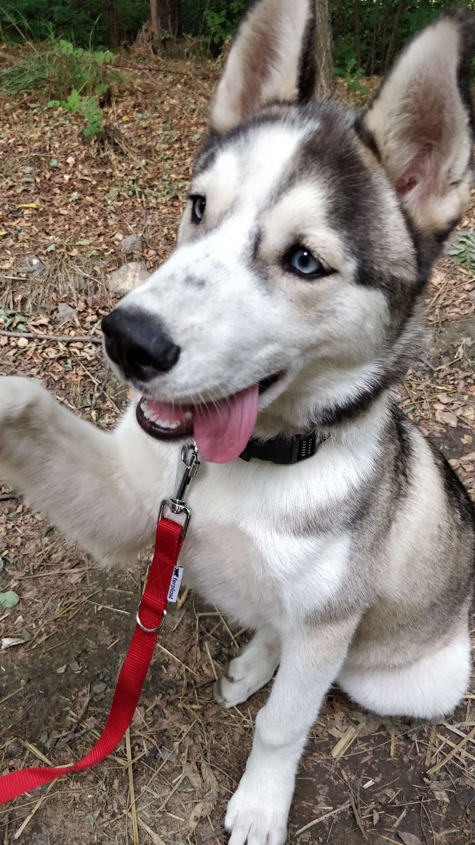 Train a Husky to give paw