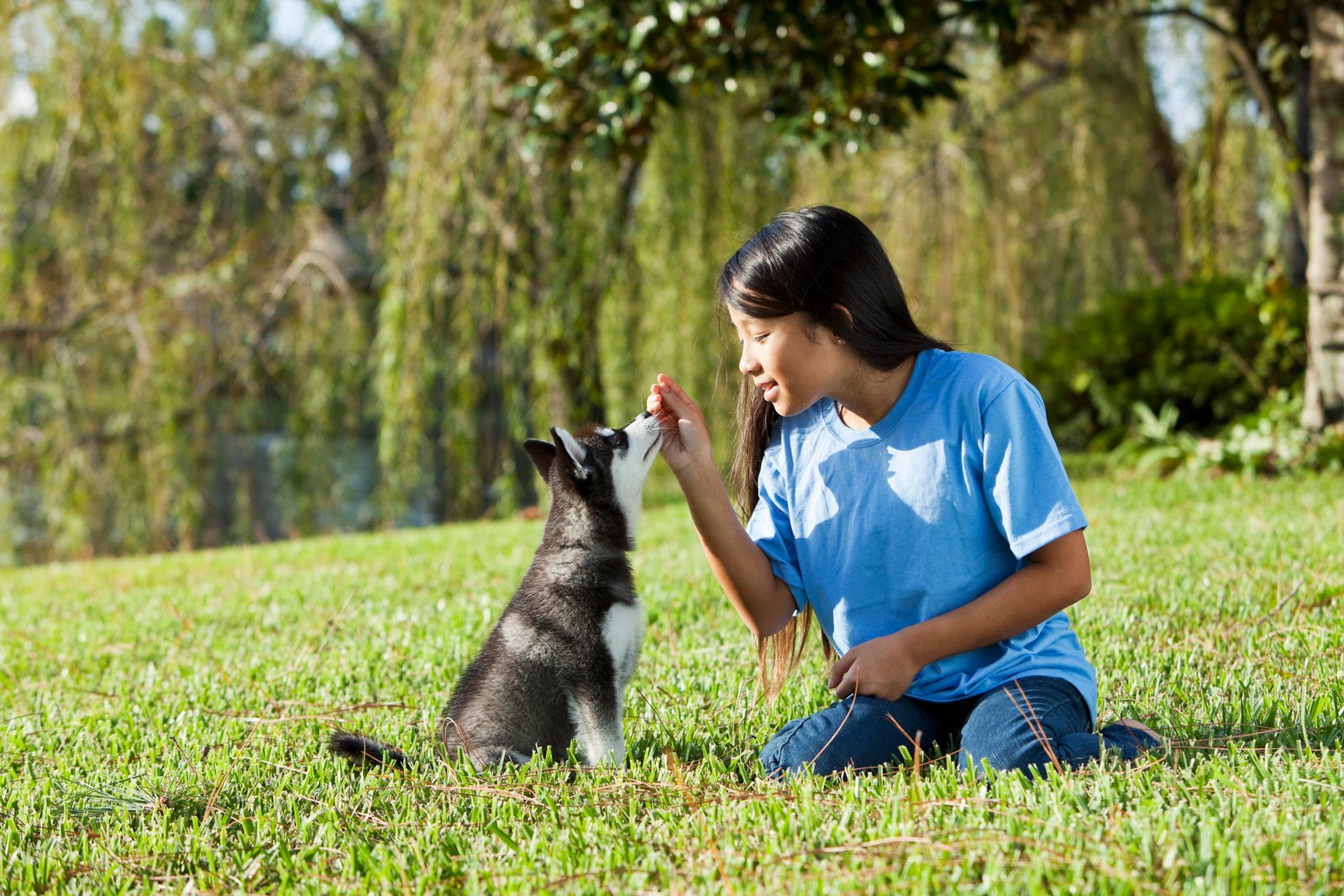 Alaskan Klee Kai