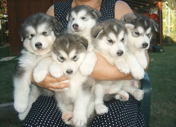 Malamute puppies