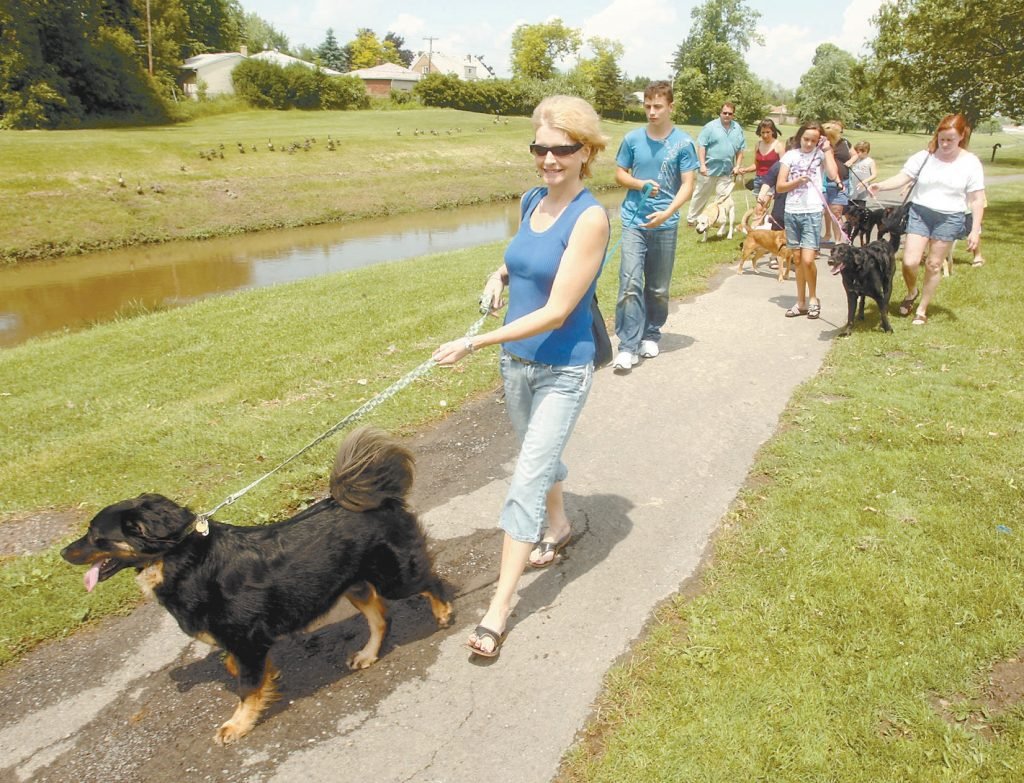 dog walk in group 