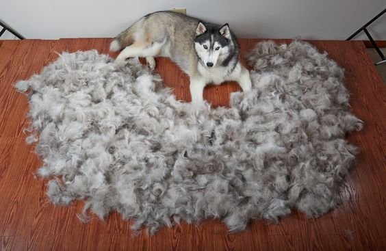 Minimize Shedding in Siberian Huskies