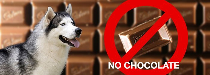 can my dog eat dessert or chocolate?