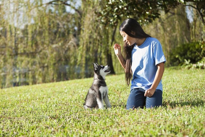 Training puppies