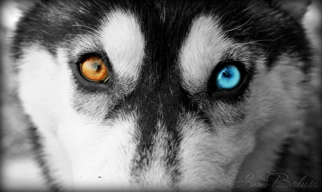 Siberian Husky Eye Colors OHL
