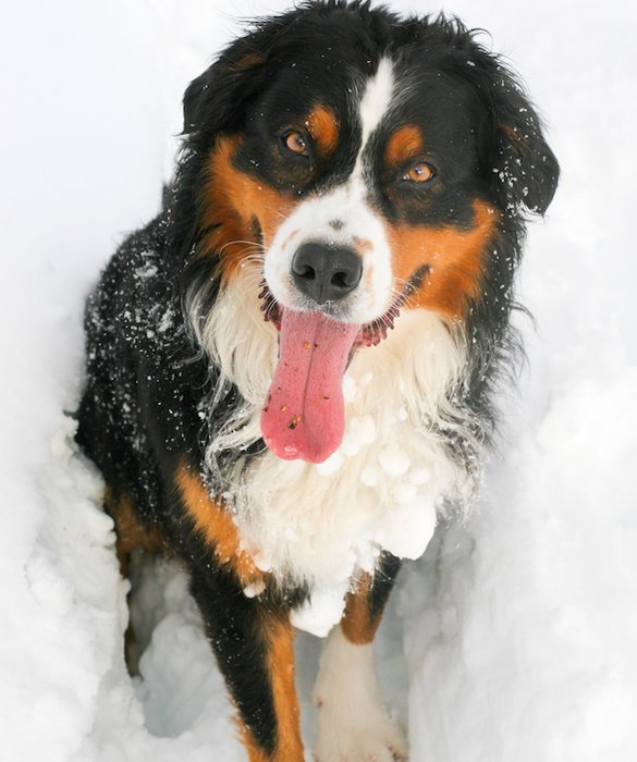 BERNESE MOUNTAIN - [Dogs born for snow]