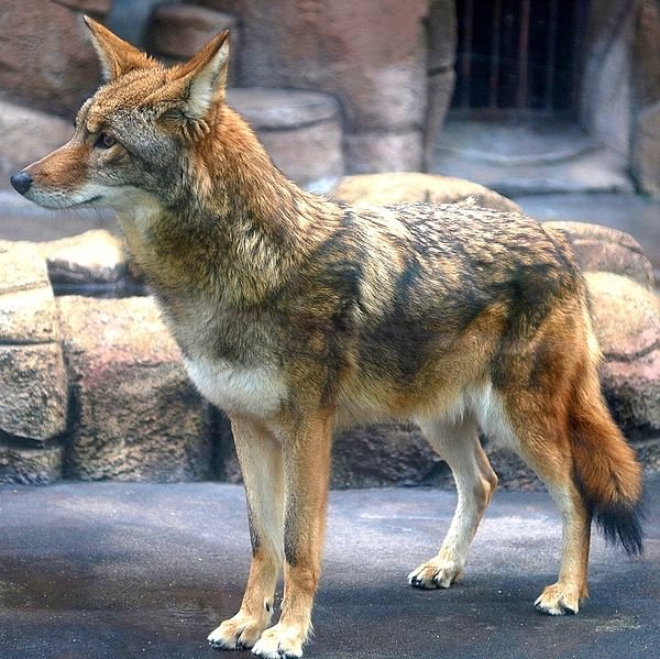 coyote body