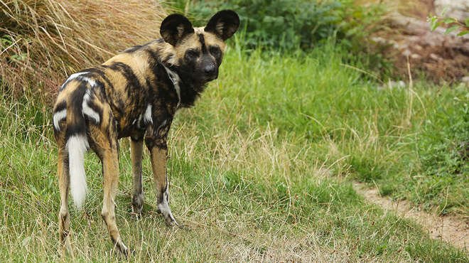 world's most dangerous wild dogs