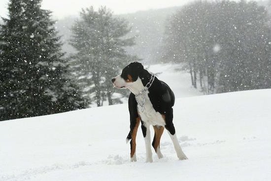 GREATER SWISS MOUNTAIN DOG pictures in snow