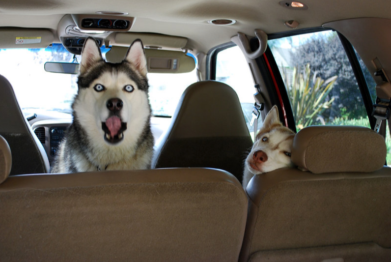 How to travel with a Siberian  Husky