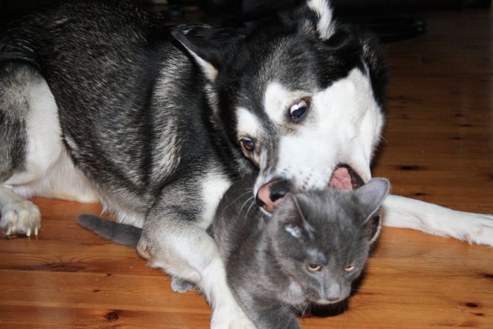 are huskies friendly with cats