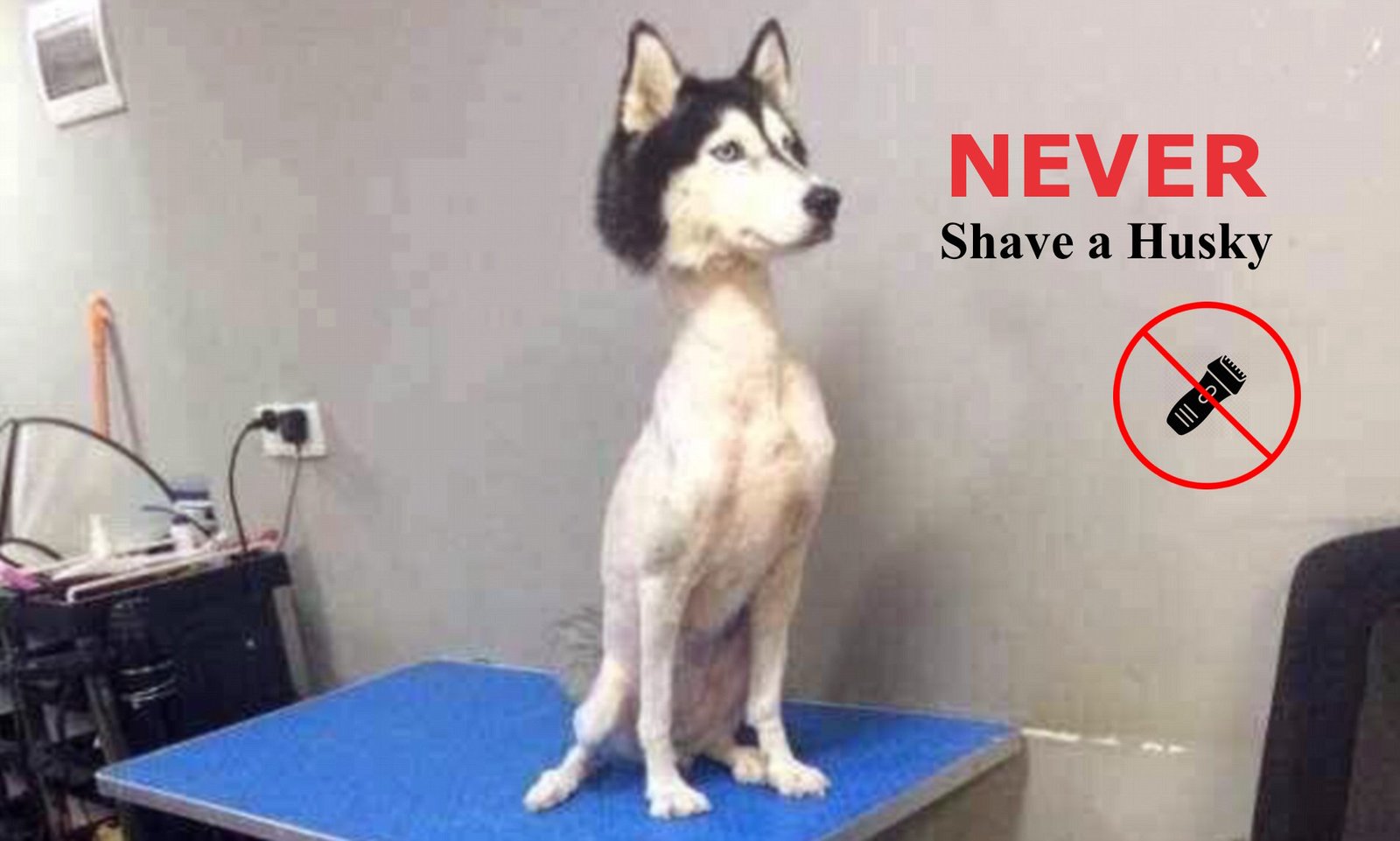 shaved labrador