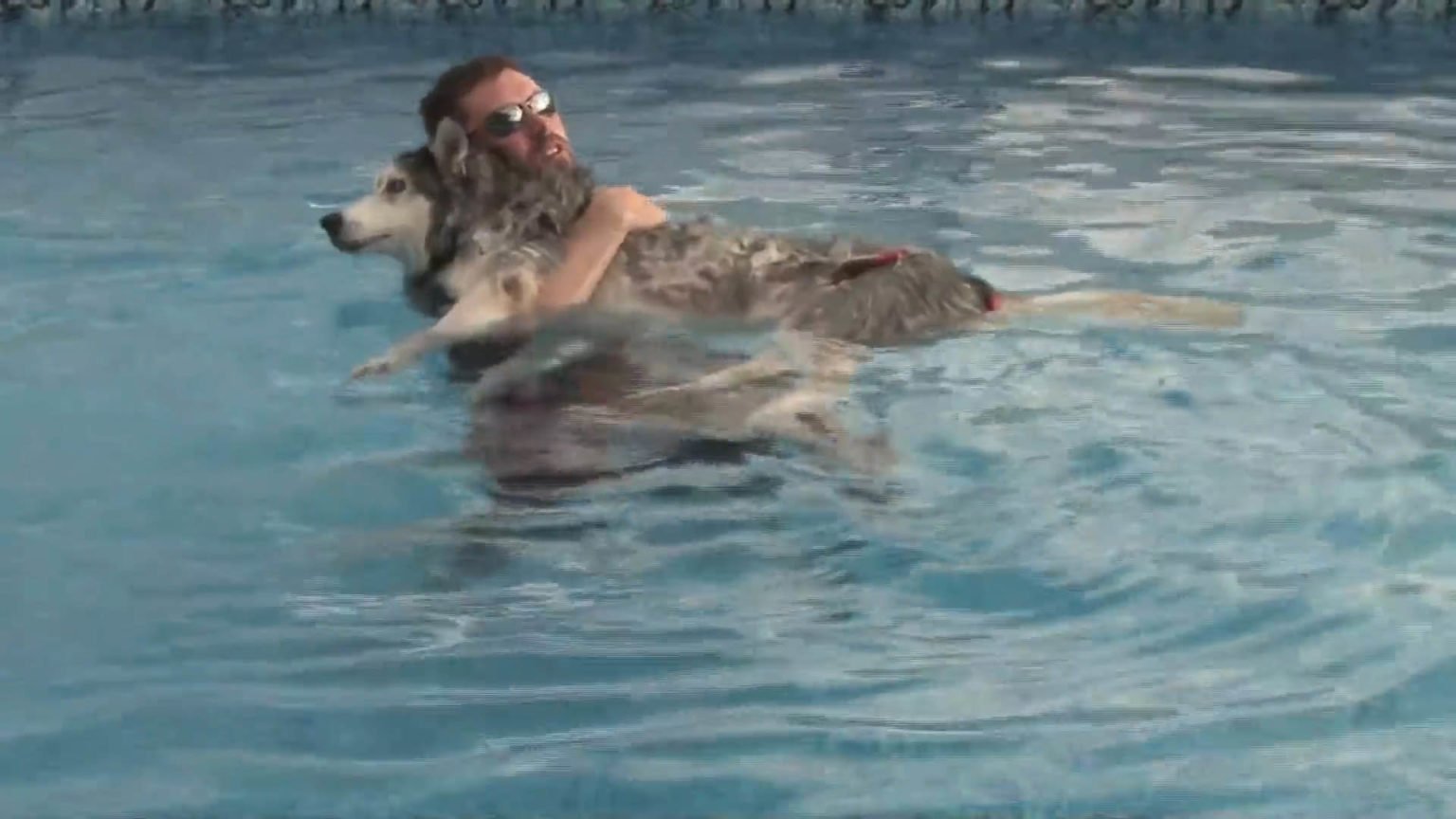 Husky Water Therapy