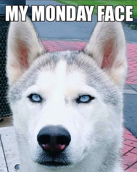 Husky Monday face