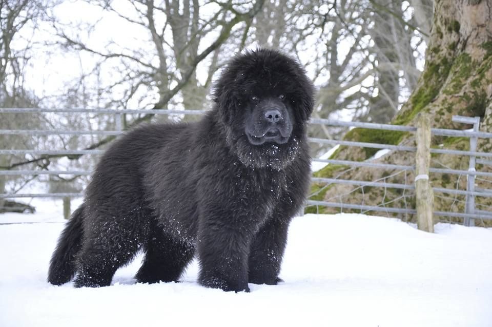 NEWFOUNDLAND "Dogs born for snow"