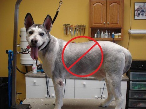 is it dangerous to shave a husky