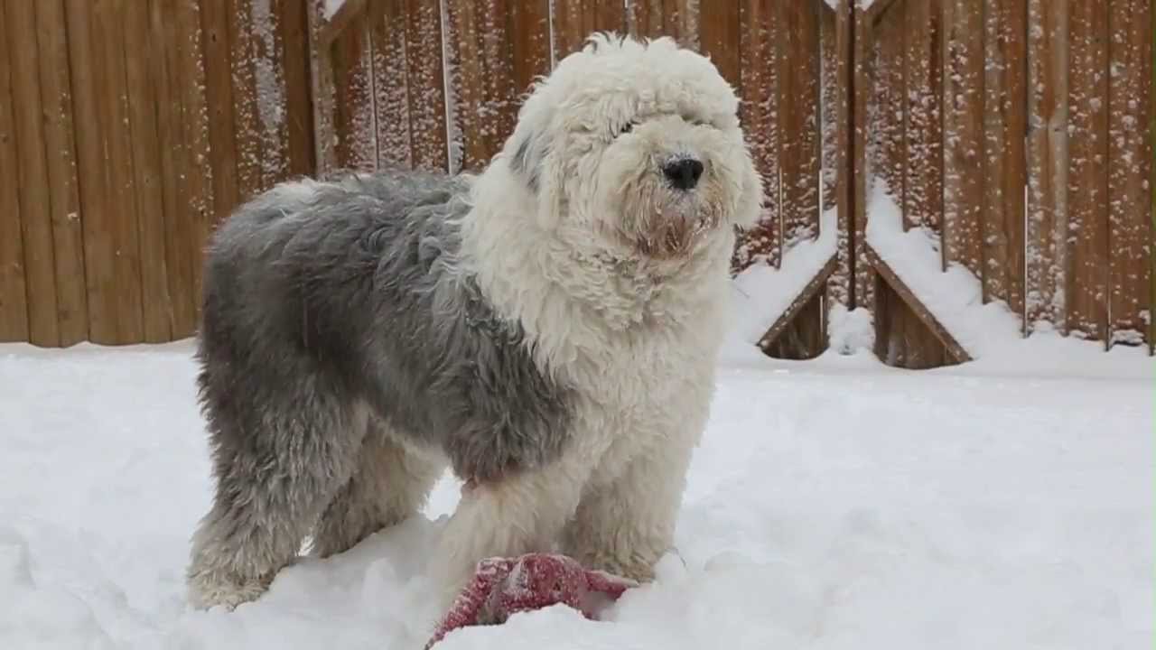 Old English Sheepdog in snow