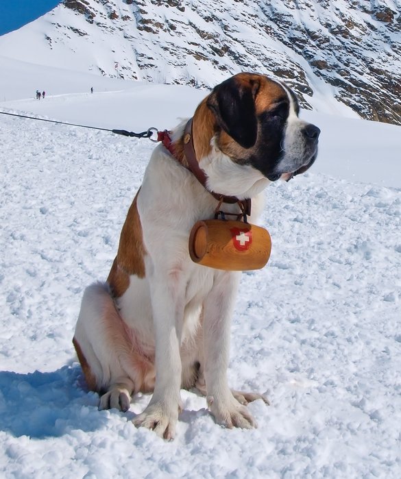 what dog breeds love snow