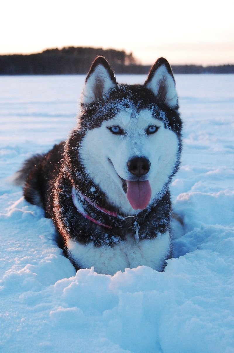 dogs born for snow - huskies 