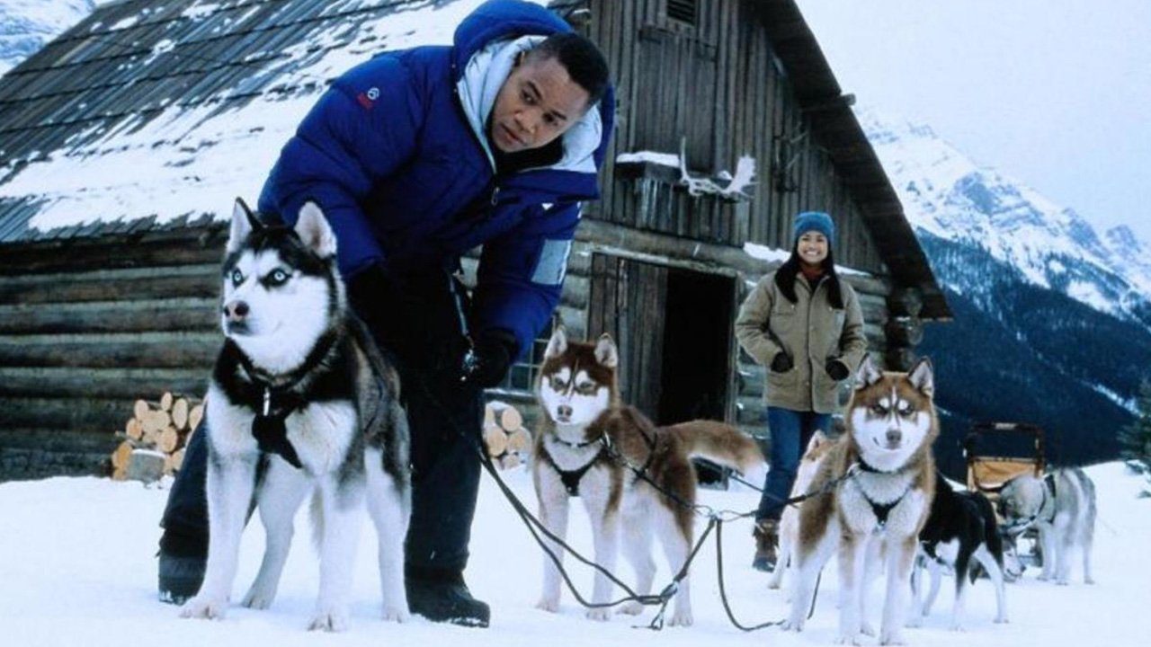Movies With Huskies - Snow dog buddies 