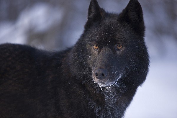 the black wolf