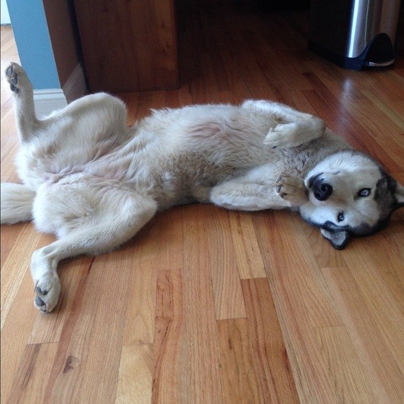 Train a Husky to Roll Over