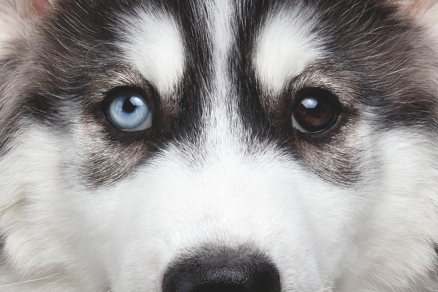 Siberian Husky Eye Colors: Different
