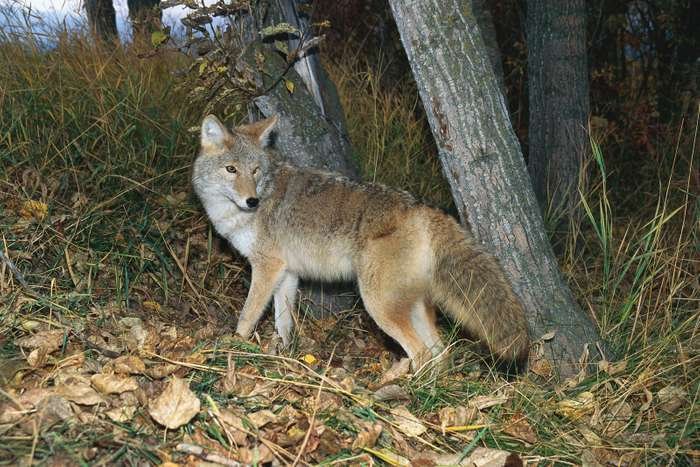 coyote tail is fluffy