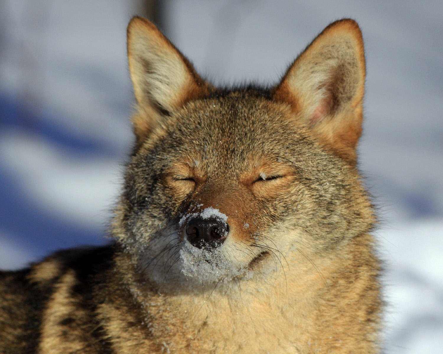 Siberian Husky and Coyote Similarities