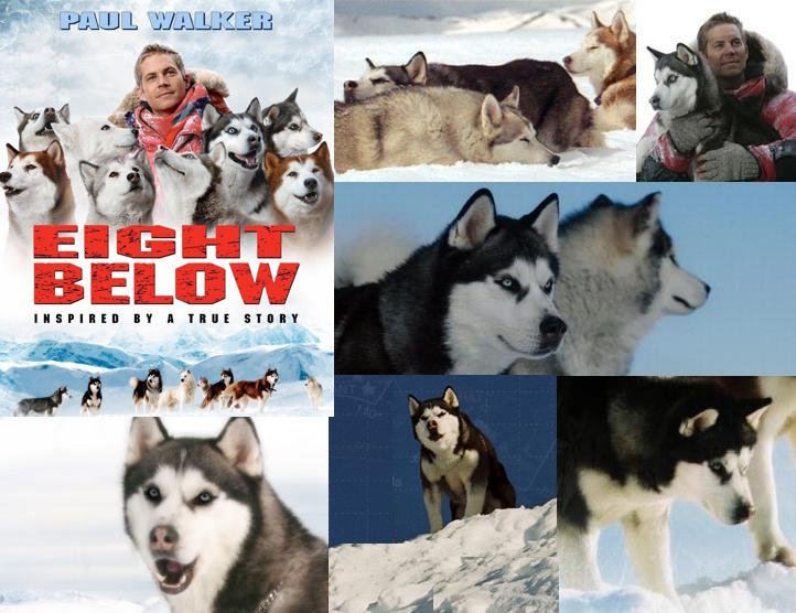 eight below movie