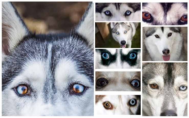 Husky eye colors
