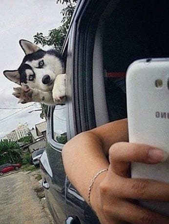 Husky Photobombs Pics 