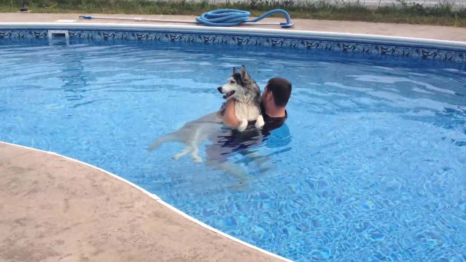 Husky Water Therapy