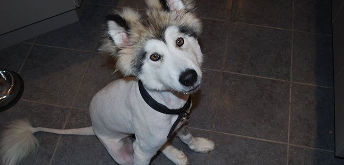 shaved siberian husky - Never shave your Siberian Husky