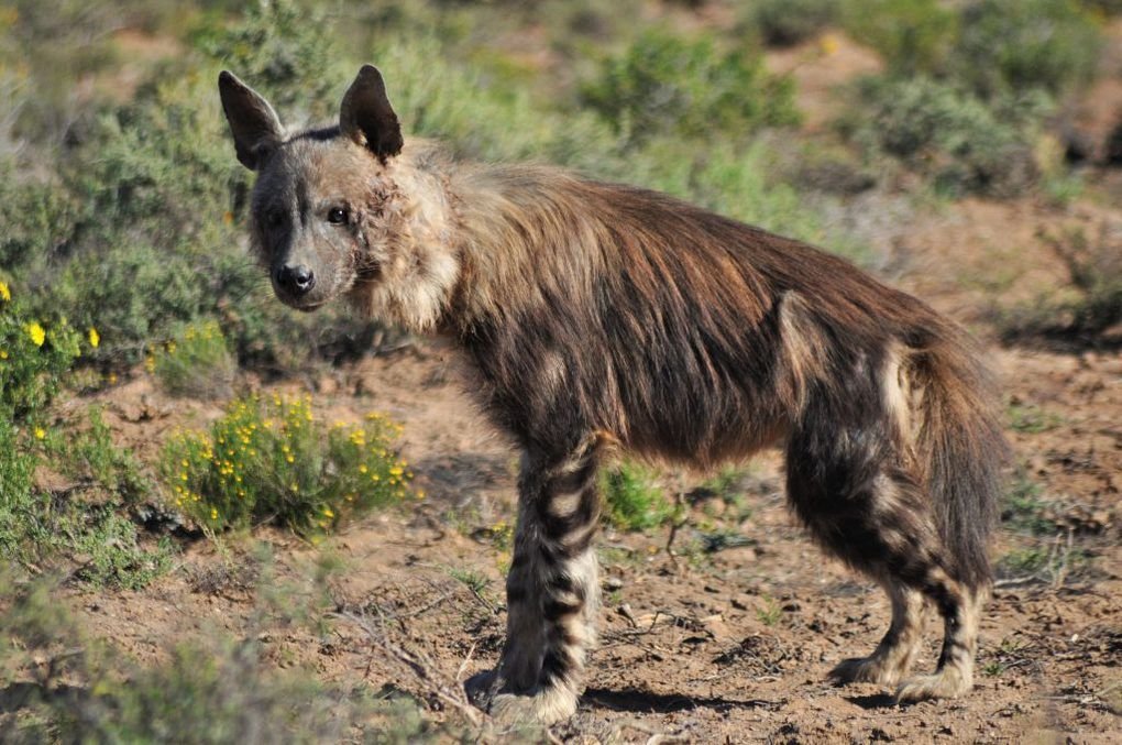 The Brown Hyena