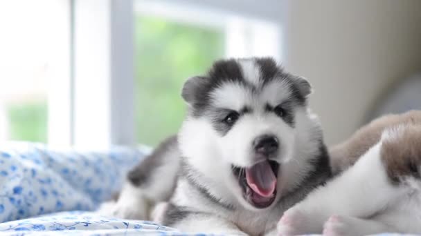 Adorable Husky Puppy Yawning
