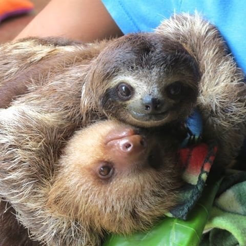 Animals Smiling For The Camera