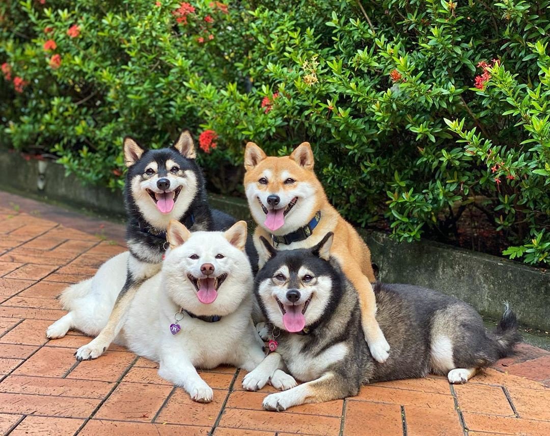 Animals Smiling For The Camera