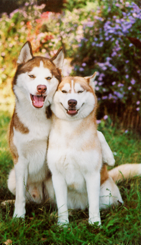 Animals Smiling For The Camera