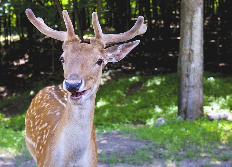 Animals Smiling For The Camera