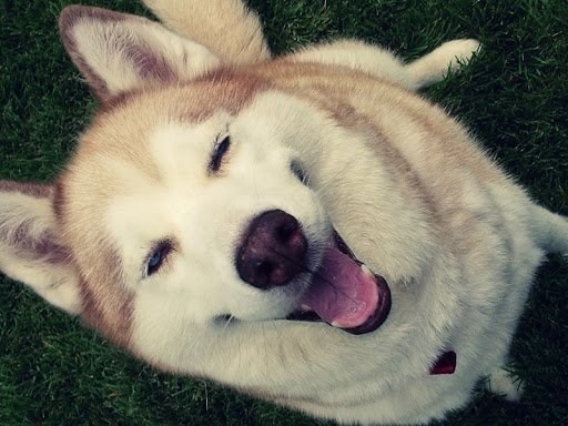 Animals Smiling For The Camera