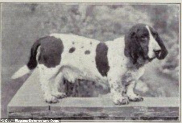 100 years evolution of dogs - BASSET HOUNDS: THEN VS. NOW 