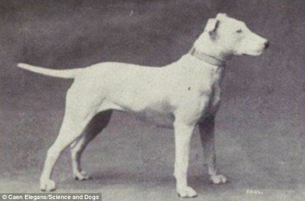 100 years evolution of dogs