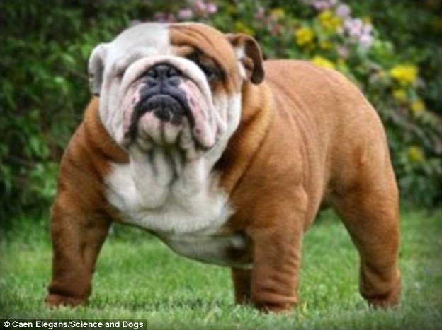 most expensive dogs in the world